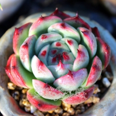 Live succulent plant | Echeveria chihuahuaensis