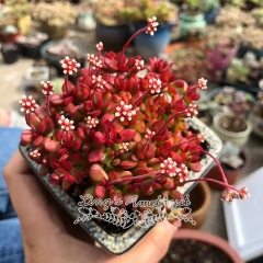 Live succulent plant | Crassula pubescens subsp. radicans Toelken