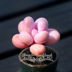 Live succulent plant | Graptopetalum amethystinum (Rose)Walther