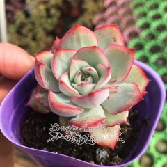 Live succulent plant | Echeveria Californica Queen