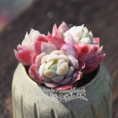 Live succulent plant | Echeveria elegans raspberry ice