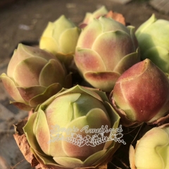 Live succulent plant | Greenovia diplocycla ex La Gomera - 'Peach'