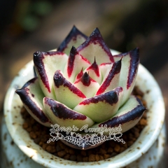 Live succulent plant | Echeveria agavoides 'Ebony'