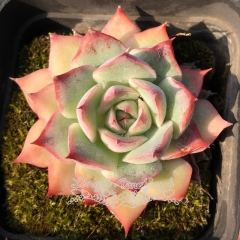 Live succulent plant | Echeveria 'Pink Tips'