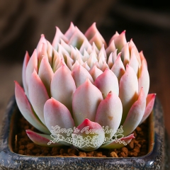 Live succulent plant | Echeveria Violet Queen