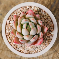 Live succulent plant | Echeveria Yeomiwol