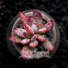 Live succulent plant | Adromischus 'Red Rabbit'