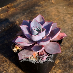 Live succulent plant | Echeveria Afterglow