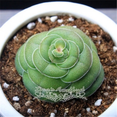 Live succulent plant | Crassula hemisphaerica