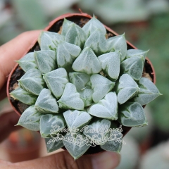 Live succulent plant | Haworthia 'Love Hearts'