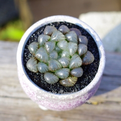 Live succulent plant | Haworthia cooperi 'Ice Lantern'