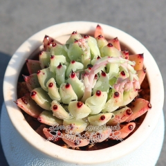 Live succulent plant | Echeveria cuspidata var. zaragozae