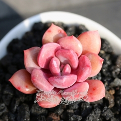 Live succulent plant | x Graptoveria 'Debbi'