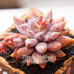 Live succulent plant | Echeveria tolimanensis