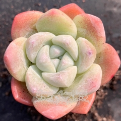 Live succulent plant | Echeveria 'Ice green'