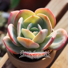 Live succulent plant | Echeveria 'Hakuhou'