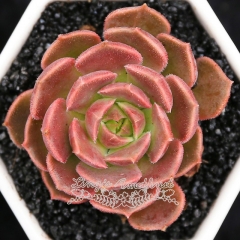 Live succulent plant | Echeveria 'Brown Rose'