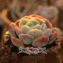 Live succulent plant | Echeveria Lemon Berry