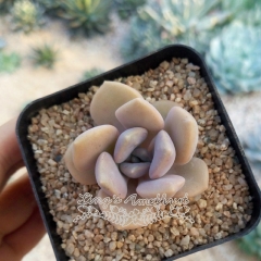 Live succulent plant | Echeveria 'Roma'