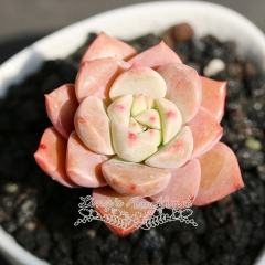 Live succulent plant | Echeveria Pretty in Pink