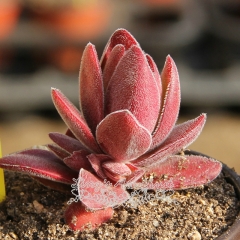 Live succulent plant | Crassula cv. 'Justus-Corderoyi'