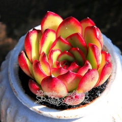 Live succulent plant | Echeveria 'Puli-lindsayana'