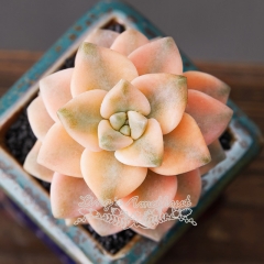 Live succulent plant | Graptoveria Titubans variegata (Mei Xing Jin)