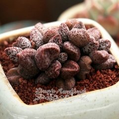 Live succulent plant | Adromischus marianae