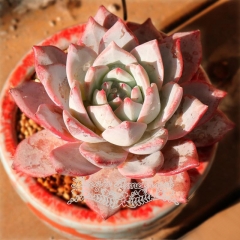 Live succulent plant | Echeveria pink blue bird