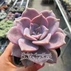 Live succulent plant | Graptopetalum 'Purple Delight'