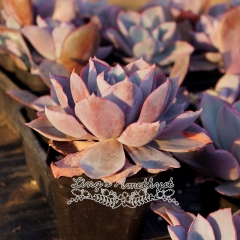 Live succulent plant | Echeveria Afterglow
