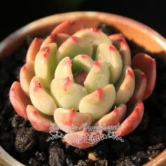 Live succulent plant | Echeveria 'Nana mini hook'