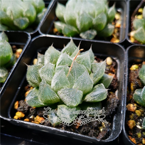 Live succulent plant | Haworthia cooperi var. venusta (C. L. Scott)  M.B.Bayer