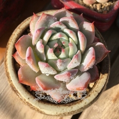 Live succulent plant | Echeveria 'prism'