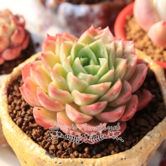 Live succulent plant | Echeveria 'Lime and Chile'