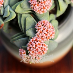 Live succulent plant | Crasula cv. Spring Time