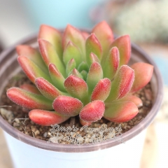 Live succulent plant | Echeveria 'Bella'