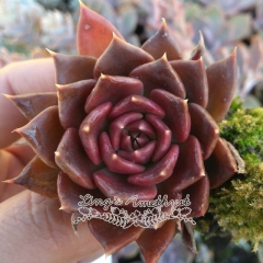 Live succulent plant | Echeveria 'Black Prince'