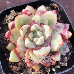 Live succulent plant | Echeveria 'Alba Aloha'