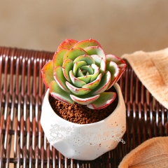 Live succulent plant | Echeveria 'Atlantis'