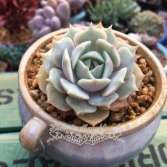 Live succulent plant | Echeveria 'Lola'