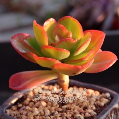 Live succulent plant | Echeveria Multicalulis 'Ginmei Tennyo'