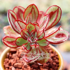 Live succulent plant | Echeveria nodulosa 'MARUBA BENITSUKASA'