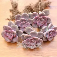Live succulent plant | Graptopetalum 'Purple Delight'