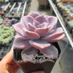 Live succulent plant | Graptopetalum 'Purple Delight'