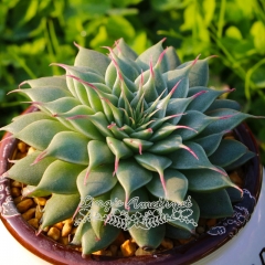 Live succulent plant | Graptoveria cv. Silver Star