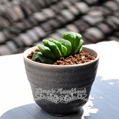 Live succulent plant | Haworthia truncata 'Lime Green'