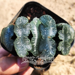 Live succulent plant | Haworthia truncata 'Mammoth'