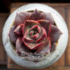 Live succulent plant | Echeveria purpusorum