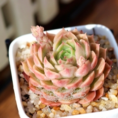 Live succulent plant | Echeveria cv. Onslow